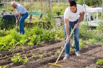 Elderly father and adult son work in the garden