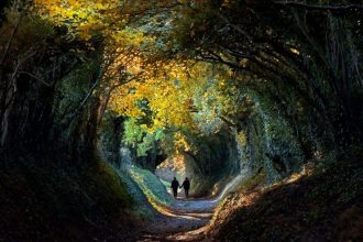 Tree lined