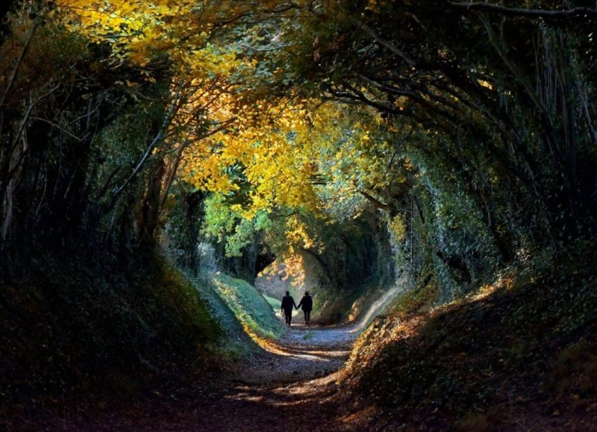 Tree lined